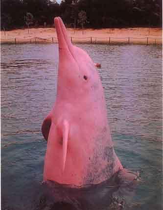 20051119083641-delfin-rosa.jpg