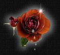 Enchanted_Rose.jpg